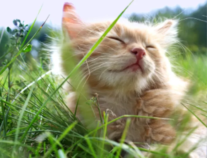 Cat in the grass basking in sun